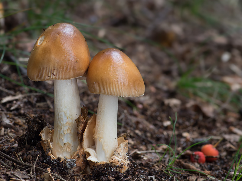 Amanita fulva